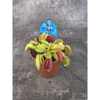 Masožravka Dionaea Muscipula