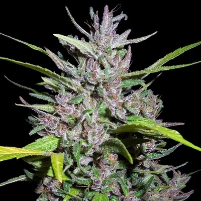 Ace Seeds Honduras x Panama semienka neobsahujú THC 1 ks