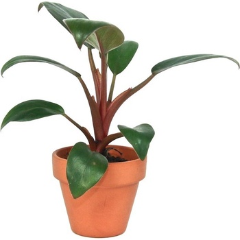red canna plants Red Dazzler Canna Lily