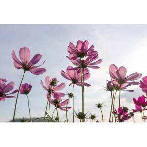 DIMEX ART Флизелинов фототапет цветя 375 x 250 см