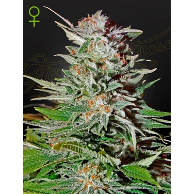 Green House Seeds Super Lemon Haze AUTO semena neobsahují THC 5 ks