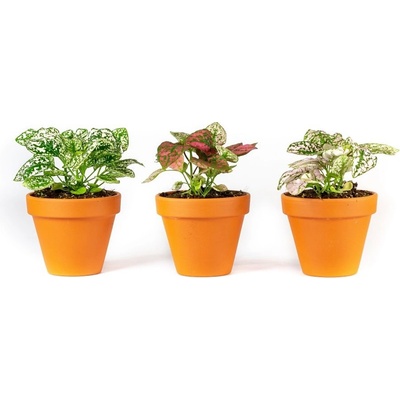 Gardners Set 3 ks rostlin Hypoestes mix, průměr 8,5 cm Podrostovka