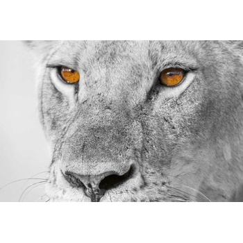 DIMEX ART s. r. o Флизелинов фототапет котешки 375 x 250 см