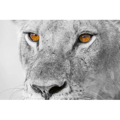 DIMEX ART Флизелинов фототапет котешки 375 x 250 см