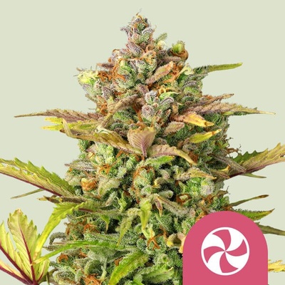 Royal Queen Seeds Sweet ZZ semena neobsahují THC 10 ks