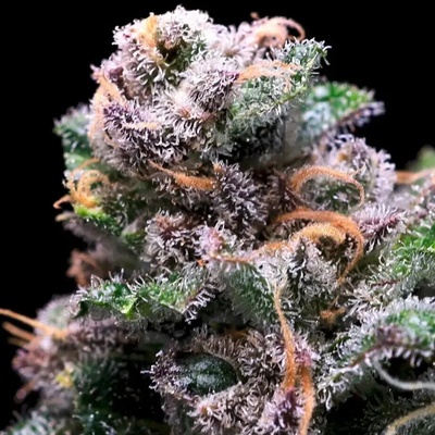 Atlas Seed Tropical Cooler semienka neobsahujú THC 5 ks