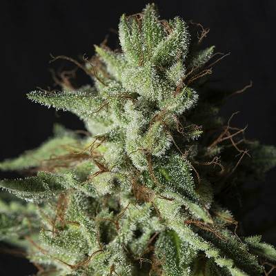 Eva Seeds Gorilla Candy semena neobsahují THC 6 ks