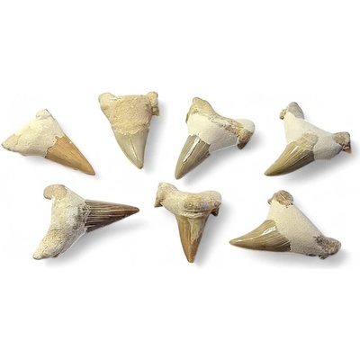 Zub žralok vel.3-4cm