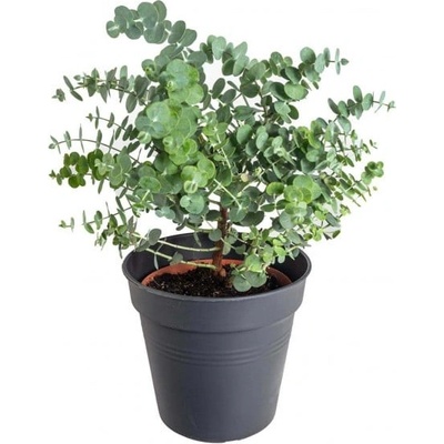 Blahovičník Gunnův, Eucalyptus gunnii, průměr květináče 14 - 15 cm – Zboží Dáma