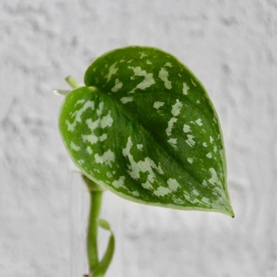 Scindapsus pictus Argyraeus odrezok