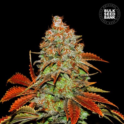 Bulk Seed Bank AUTO Bubblegum Extra semena neobsahují THC 10 ks