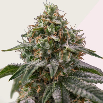 Kera Seeds Greengo Bio Haze semienka neobsahujú THC 10 ks