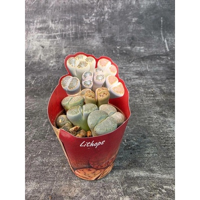 Lithops Leslei sukulent 8,5 cm (Živé kameny)