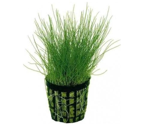 Eleocharis parvulus