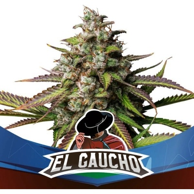 BSF Seeds El Gaucho Fast Version semena neobsahují THC 4 ks