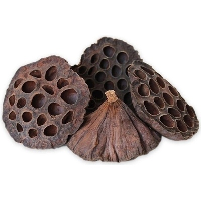 Lotus Medium 100ks/6-8 cm Natural