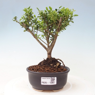 e-bonsai Pokojová bonsai - Ilex crenata - Cesmína