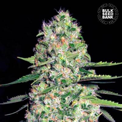 Bulk Seed Bank AUTO Jack Hair semena neobsahují THC 500 ks