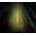 Oxenfree