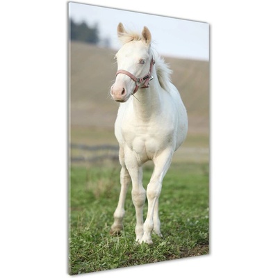 Vertikálny fotoobraz na skle Kôň albín 50x100 cm