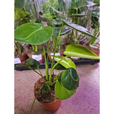 MONSTERA DELICIOSA 12/30CM