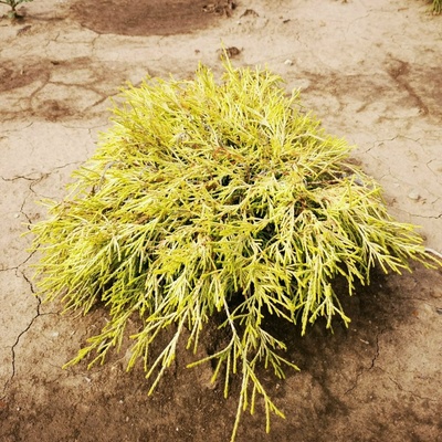 Chamaecyparis pis. 'Filifera Aurea' 20-30 C2L