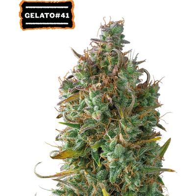 Seedstockers Gelato 41 AUTO semena neobsahují THC 3 ks