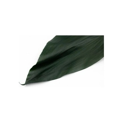 Stabilizovaný list - Aspidistra