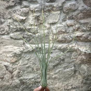 Tillandsia disticha
