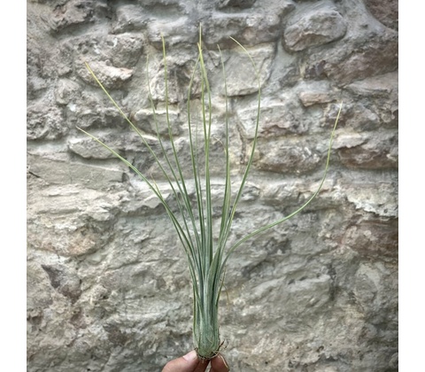 Tillandsia disticha