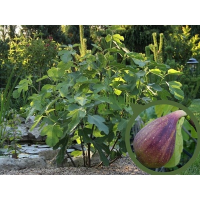 Figovník PERETTA 30-40 cm, kont. 2 l