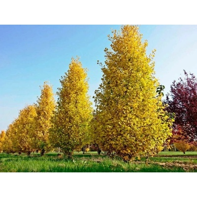 Ginko dvojlaločné Fastigiata Blagon, rozvetvený, výška 90-120 cm, kvetináč 10 l
