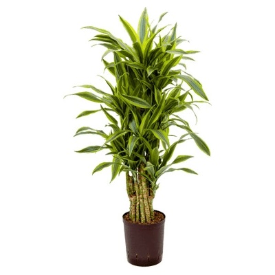 Dracaena fragrans "Lemon Lime" branched multi 18/19 výška 100 cm