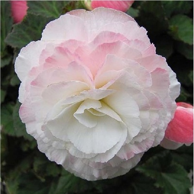 Begónie Nonstop F1 Appleblossom - Begonia tuberhybrida - osivo begónie - 20 ks