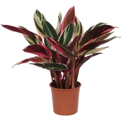 Stromanthe sanguinea Triostar 14x55 cm