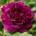 David Austin® Щамбова Роза Golden Celebration® - David Austin®