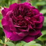 David Austin® Щамбова Роза Golden Celebration® - David Austin®