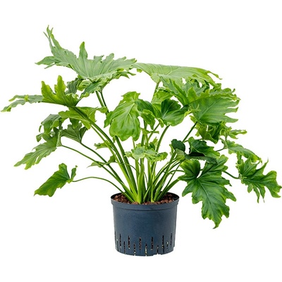 Philodendron selloum 25/19 v.70 cm