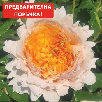 Delbard® Роза Patrick Devedjian® - (Delbard)