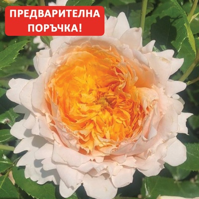 Delbard® Роза Patrick Devedjian® - (Delbard)