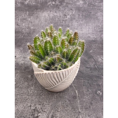 Hylocereus Undatus, miluje slunce