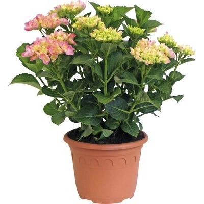 Hortenzia záhradná, hortenzia veľkolistá FloraSelf Hydrangea macrophylla 'Hovaria Sweet Fantasy' výška 30-40 cm kvetináč 4,6 l