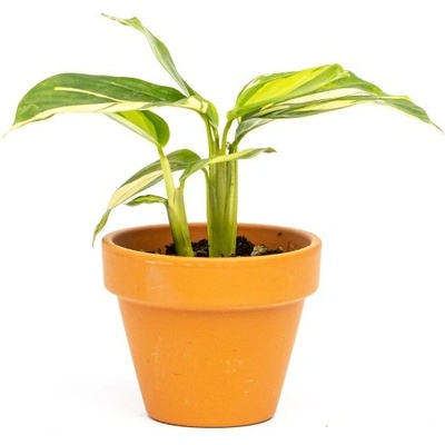 Gardners Ctenanthe Golden Mosaic, průměr 6 cm Ktenante