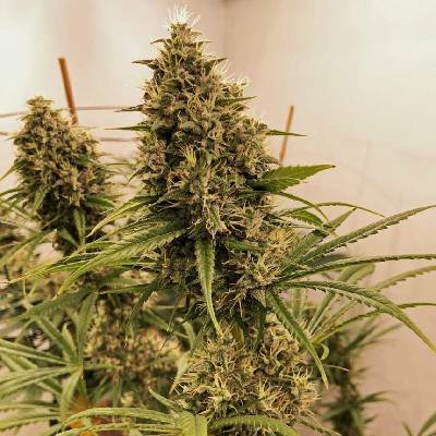 Ace seeds Guawi regular semena neobsahují THC 5 ks
