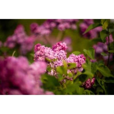 Orgován meyerov (Syringa meyeri) ´RED PIXIE´ - výška 20-30 cm, kont. C2L