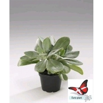 Crassula Afra Variegata - 11cm - Fleurametz - CZ - Heureka.cz