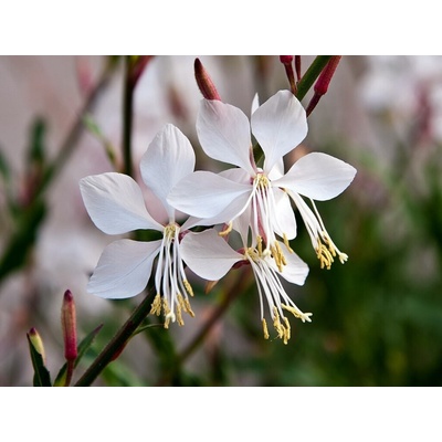 Gaura lindheimerova Whirling Butterflies