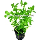 Bacopa monieri
