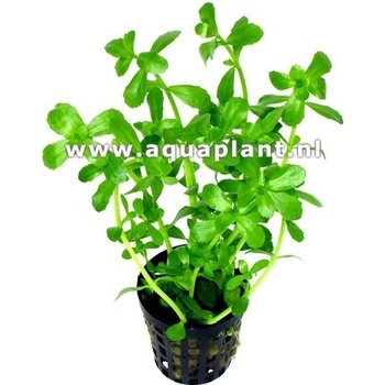 Bacopa monieri