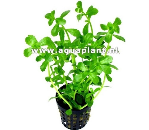 Bacopa monieri